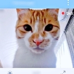 見守りカメラを確認したらーー愛猫・もずくくんのドアップショットが！（画像提供：mさん）