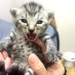 「妊娠した猫を人間のエゴで産ませないで」…人懐っこい野良猫、逆子の難産28時間の末に子猫7匹誕生　出産を手伝うことになった理由とは