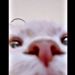 スマホの「フォルダに謎の動画が…」→9分も自撮りしてた猫、“最後の瞬間”にびっくり！　「次は生配信」「鼻息浴びたい」