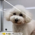 ペットショップですでに成犬だったまめちゃんは子犬たちと同じところに入れられていた(「笑あり涙あり🐾まるまめ日記」さん提供、nstagramよりキャプチャ撮影)
