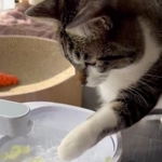 チョイチョイと「永遠にキャベツすくい」する猫さん「お手手が可愛い」なぜ、こんなことに？