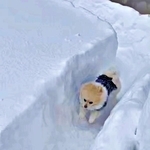 雪でつくった「無限ドッグラン」をぐるぐる爆走するポメラニアンが最高に楽しそう　「出口どこだよ！」「犬は喜び庭駆け回り」