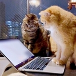 「何してくれとんねん！」アニメ観賞中に“一時停止”をやらかした猫、同居猫からのガチギレパンチに反響　「マジで怒ってる（笑）」