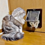 「許す者…許されざる者…」 “門番猫”のあまりの対応差に2.3万人が爆笑　「厳しいにゃ」「なんの差！？」「会員制のお店？」