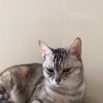 音源に反応した猫さんは、レンレンちゃん（レンレンちゃんの飼い主さん提供、Instagramよりキャプチャ撮影）