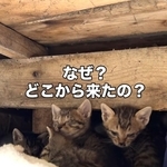 「昨日2匹だったよね？」京町家の縁の下、のぞくと…「増えてる！？」母猫はどこ？