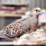 パパの頭の上にとまるリンちゃん（画像提供：ぽぅぽぅのいる世界さん）