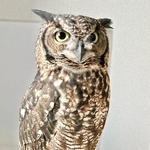 「ゴトッ…」大きな音に、振り向くとフクロウが……！  「具合悪いの！？ 」飼い主は「心臓止まるかと思った」