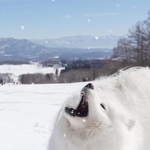 雪山で大はしゃぎの犬さん→「気づいたら抱っこで爆睡、ソリ輸送」姿が「尊い」