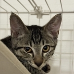 じっと飼い主さんを見つめて、愛を伝えてくれることもあった