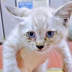 愛犬を亡くした3年後、夜の駐車場で出会った子猫　ボロボロの姿から美しき貴公子になった…ダブルの意味で驚きのビフォーアフター