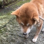 しょんぼり…ご飯も喉を通らないひまわりちゃん（「柴桜 三朗太」さん提供、Xよりキャプチャ撮影）