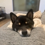 明るい日差しの部屋、手で目をおおう柴犬「マブシーヌ」「暖かい日向に居たいんだろうね」