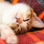 愛猫の“困った行動”ランキング1位は？　※画像はイメージです（yuu nakamura/stock.adobe.com）