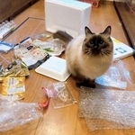 ペット可賃貸の審査で猫の写真提出があることを知り、やんちゃな愛猫は「落ちそう」とXに投稿（もきゅさん提供）