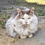 田んぼで出会った長毛の迷い猫　ボロボロで大けが、1週間行方不明に…　奇跡の保護と愛情あふれる日々で“ふわもふ貴公子”に大変身