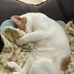 「何歳になっても赤ちゃんみたいに寝るんだろうなあ君は」まるまって眠る猫の姿に反響「飼い主への愛を感じる」