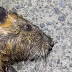 夜の用水路でヌートリアの痕跡をたどっていくと…“野生”のアライグマと遭遇！？「日本の自然を守りたい」外来種の駆除活動家が見たリアル