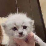 【ビフォー写真】ゆりちゃんは、黒猫から生まれた白猫だったが…（もずのあさん提供、Xよりキャプチャ撮影）