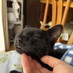 幸せそうな表情を浮かべる、愛猫のミルミルちゃん