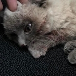 奥さんが受け取ったとき、子猫の体は驚くほど冷たく、硬く感じたという（「にゃんこ先生family」さん提供）