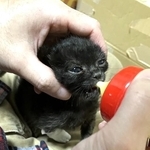 Iさんの支えで力強くミルクを飲むヨルイチくんくん