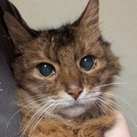 話しかけると必ず「ん～」と返事した愛猫　20歳の誕生日目前に別れ…飼い主が教えられた猫の愛くるしさと命の尊さ