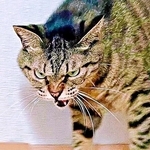 「←上機嫌　不機嫌→」元保護猫の表情が別猫レベルに激変　階段ですれ違った瞬間「シャー！」の威嚇顔に「どっちもかわいい」と反響