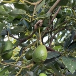 知識ゼロから始めたアボカド栽培　きっかけは小学校の自由研究　24年の努力が実を結ぶ「これは凄い！」