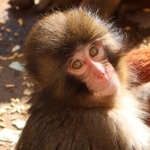 炎天下に産み落とされた赤ちゃんザル　ぬいぐるみを抱いてすくすく成長　群れになじみにぬいぐるみ“卒業”へ