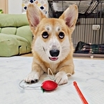 「はい、こちらお客様相談室です」コーギーのお客様対応が衝撃の結末　上目遣いの“テヘペロ顔”に「バナナマンの日村さんみたい」