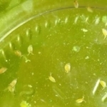 みじんこ～さんが育てているみじんこ／みじんこ～さん（@Lupico_D）提供