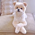 「いたずらしといて、その落ち着き何？」目は合わせず貫禄ポーズ　堂々とした犬の姿に「足組んでる？」「なかなかの大物感」