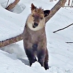 「やんのかー？」  ユニークな表情と仕草が人気を集めたカモシカ（画像提供：少年さん）