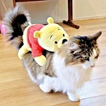 「これぞ、ネコバス！」 ぬいぐるみを背負って歩くシィクくん（画像提供：シィク : 猫アカさん）