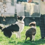 ドックランを年に関係なくワンちゃんたちが楽しめる場を提供したいという（（「GREEN TAIL CAFE」さん提供）