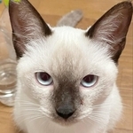 【ビフォー写真】子猫時代はふわふわの白い毛でしたが…（画像提供：AMEPERO　Vtuberさん）