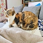 何の変哲もない猫に見えますが…→その下で事件発生中！？ “強制”猫吸い状態に「声出た（笑）」「お猫様からのご褒美ですね」