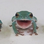 ぴよさんはさまざまな爬虫類を飼育しています（ぴよさん提供）