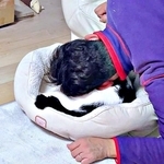 ハルさんを「猫吸い」するパパ（画像提供：APO（ポメラニアン）さん）