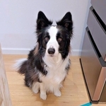 テープの前でぴたりと足をとめたルークくん（画像提供：ボーダーのルークさん）