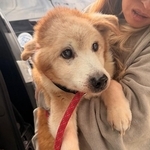 飼い主が亡くなり、ゴミ屋敷に1ヶ月放置された老犬2匹を保護「この子たちは何も悪くない」壮絶な現場の実態