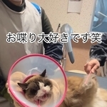 他店で断られた猫さんのトリミング動画が話題　（「ドッグサロンmarching」さん提供、Instagramよりキャプチャ撮影）