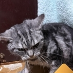 スリッカーブラシ大嫌い猫、ブラッシングされてブチ切れたお顔がXで話題に（「まそっぷ」さん提供）