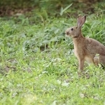 野うさぎ（Hare）とペットのうさぎ（アナウサギ、Rabbit）とは遺伝子からして違い、全く別の属という（うさこ母さん提供、photoACよりフリー画像）