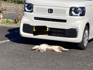 ね、ねこがひかれているじゃないか！（「群馬のG」さん提供）