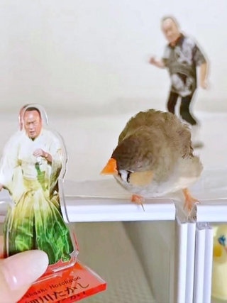 「白菜たかし」を見つめるキンカチョウの「しめじ」ちゃん（画像提供：ハクサイーヌ（固定）@レタスの飼い主さん）