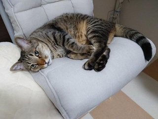 甘えん坊な性格のボンくん