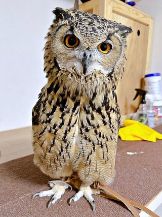 ベンガルワシミミズクのアルマちゃん（画像提供：アルマ@ベンガルワシミミズクさん）