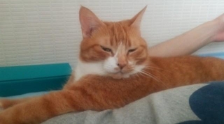 投稿主さんの愛猫／ろしあん・ぶるーさん（@eozddz7nO9JIHDr）提供